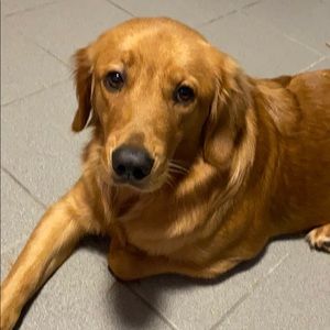 Meet your Posher, Adrian